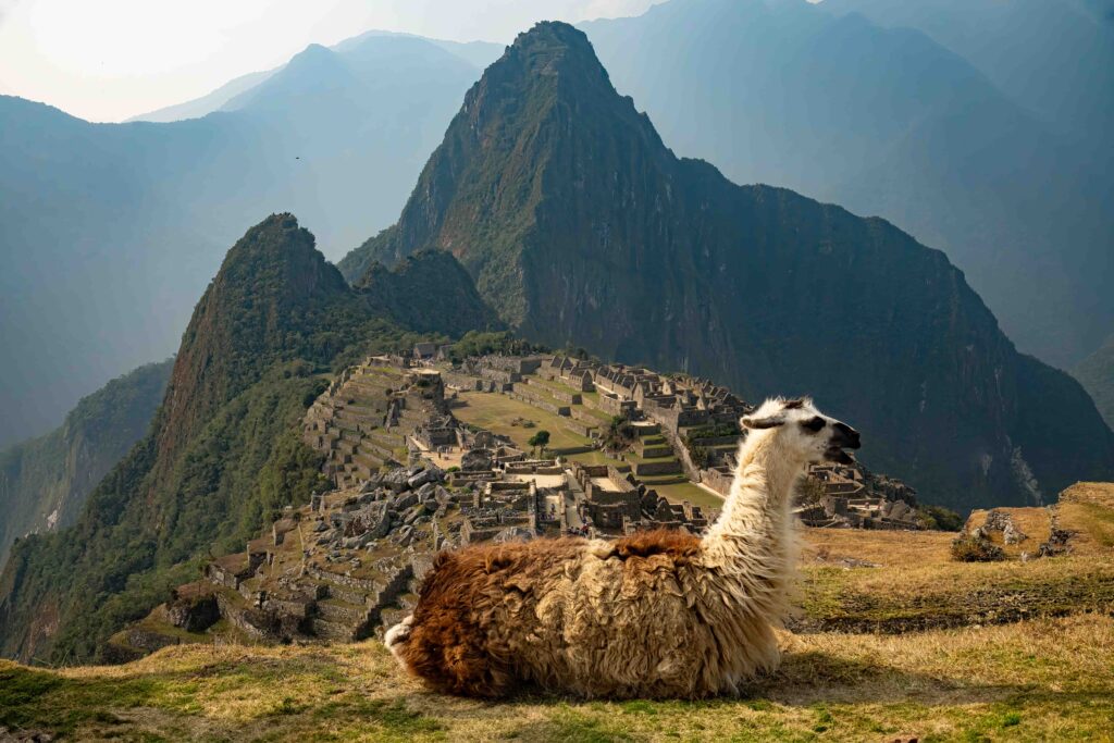 llama in front of machu picchu