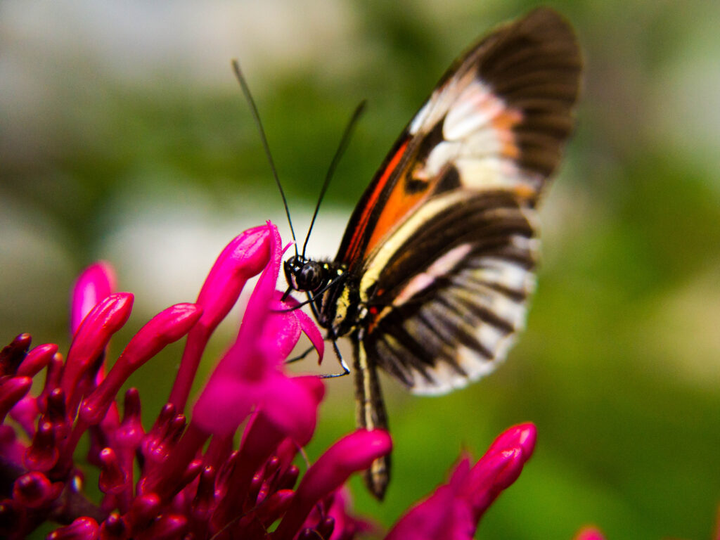 butterfly sipping nectar at butterfly world, in coconut creek, florida