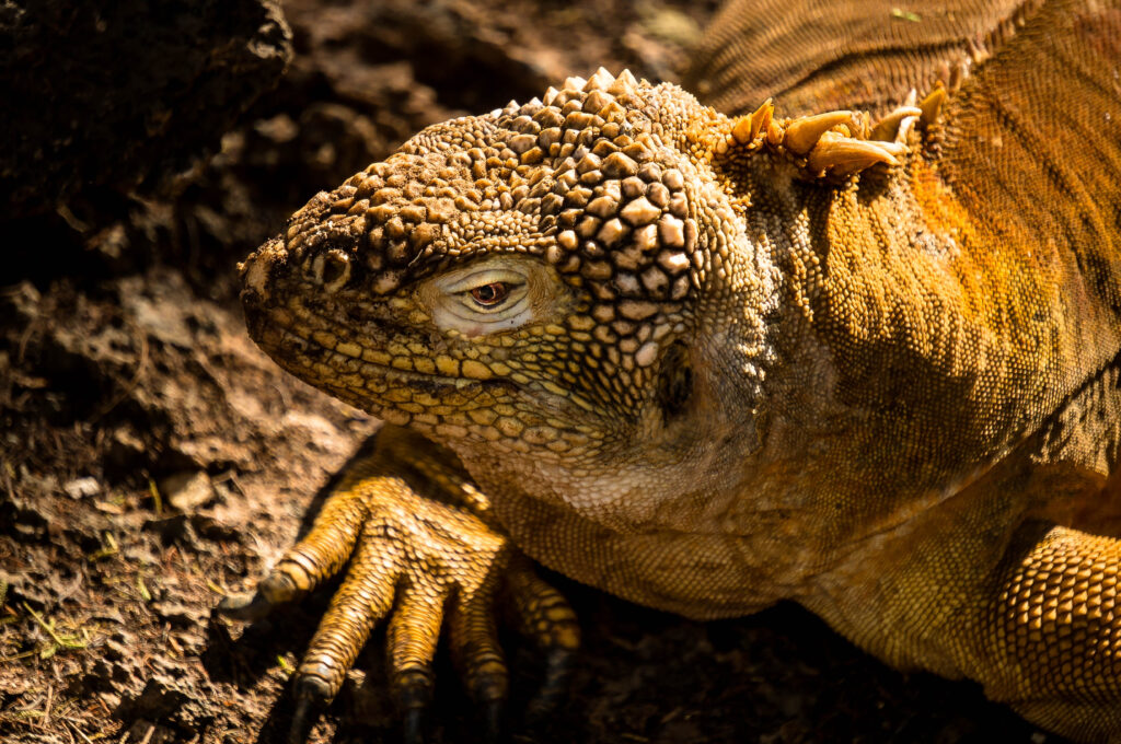 a colorful orange galapagos land iguana of Galapagos Islands of Ecuador
