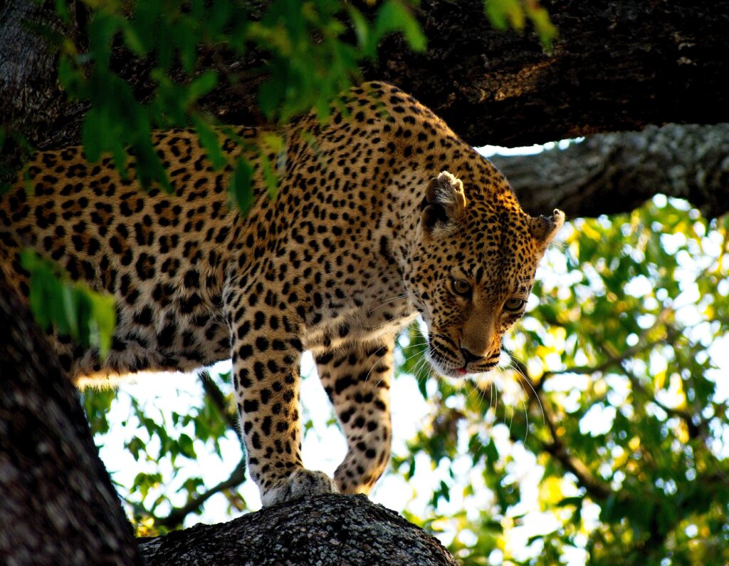 leopard climbing down tree in Kruger National Park, South Africa