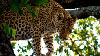 leopard climbing down tree in Kruger National Park, South Africa