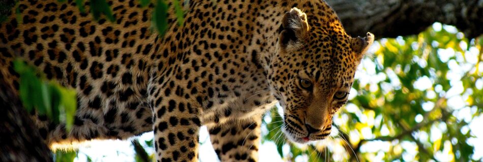 leopard climbing down tree in Kruger National Park, South Africa
